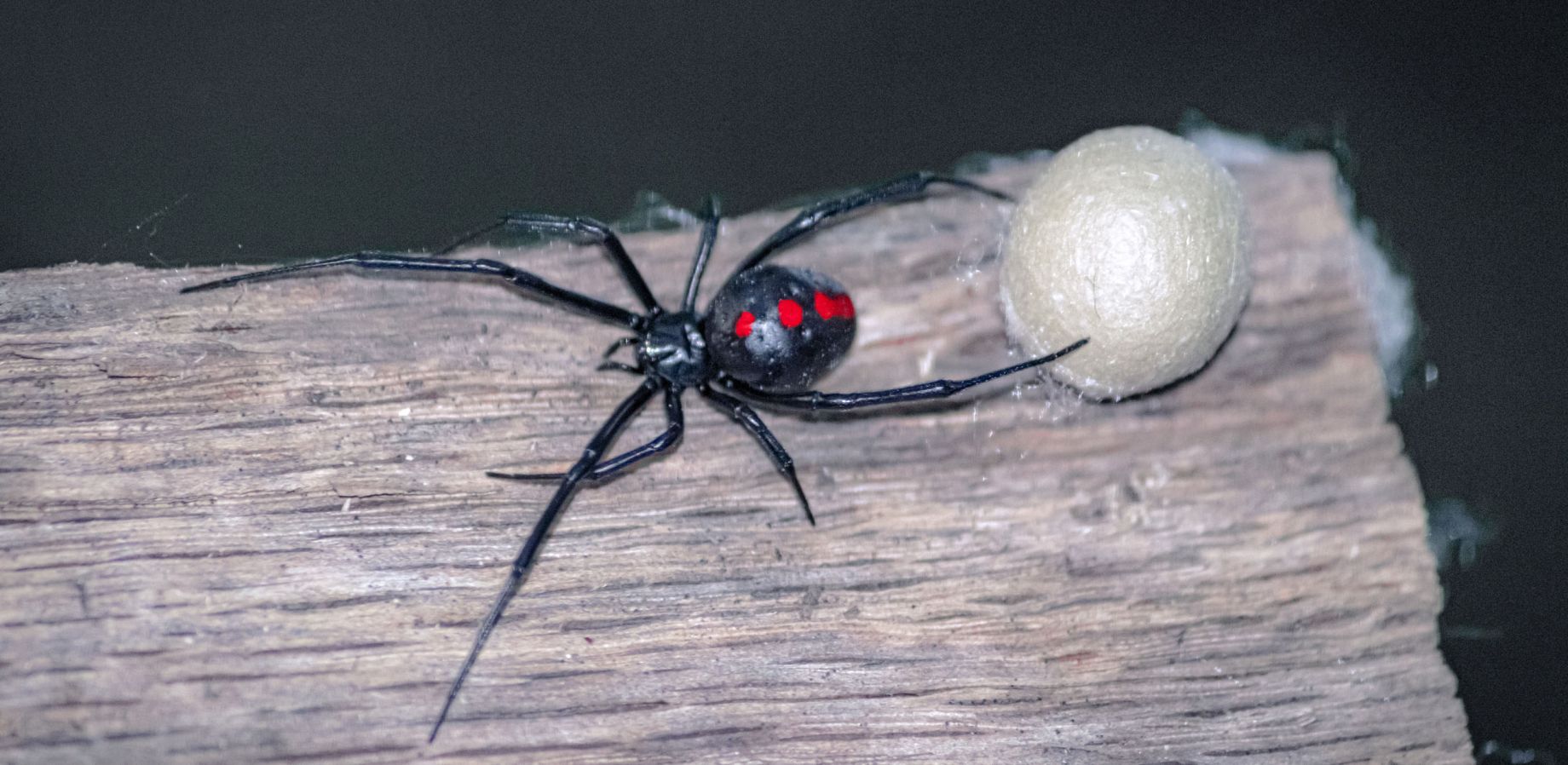 How I Survived a Black Widow Bite with Prayer and Oils - Volume 11, Number 2