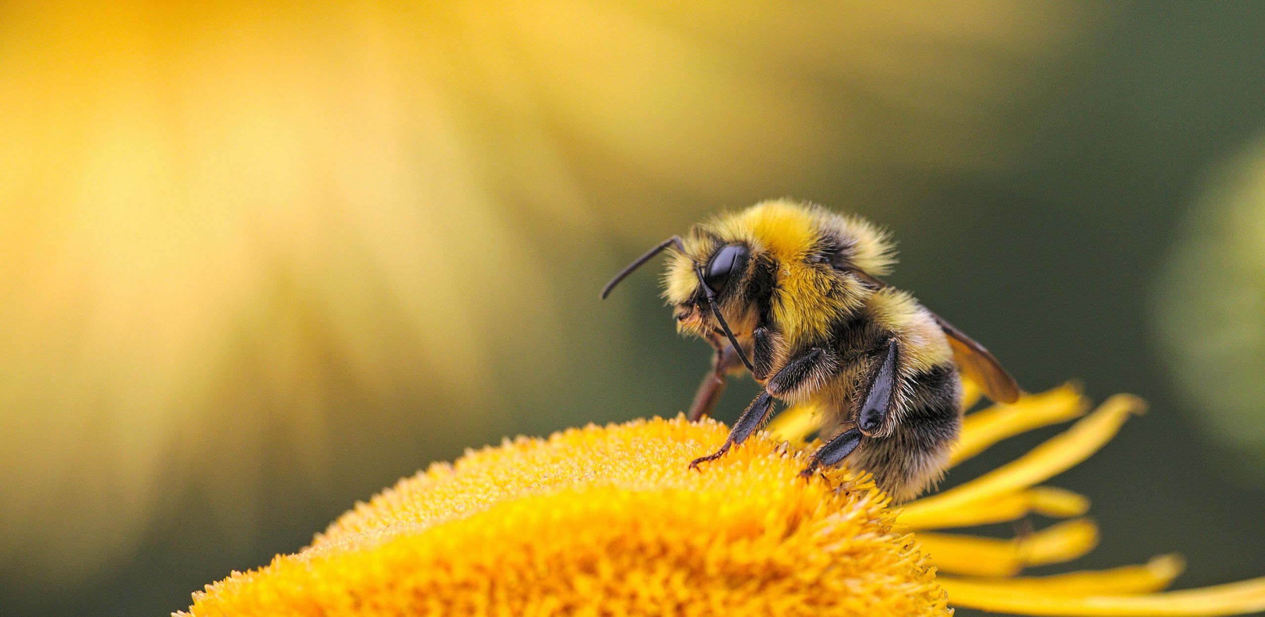 Bees: The First Aromatherapists