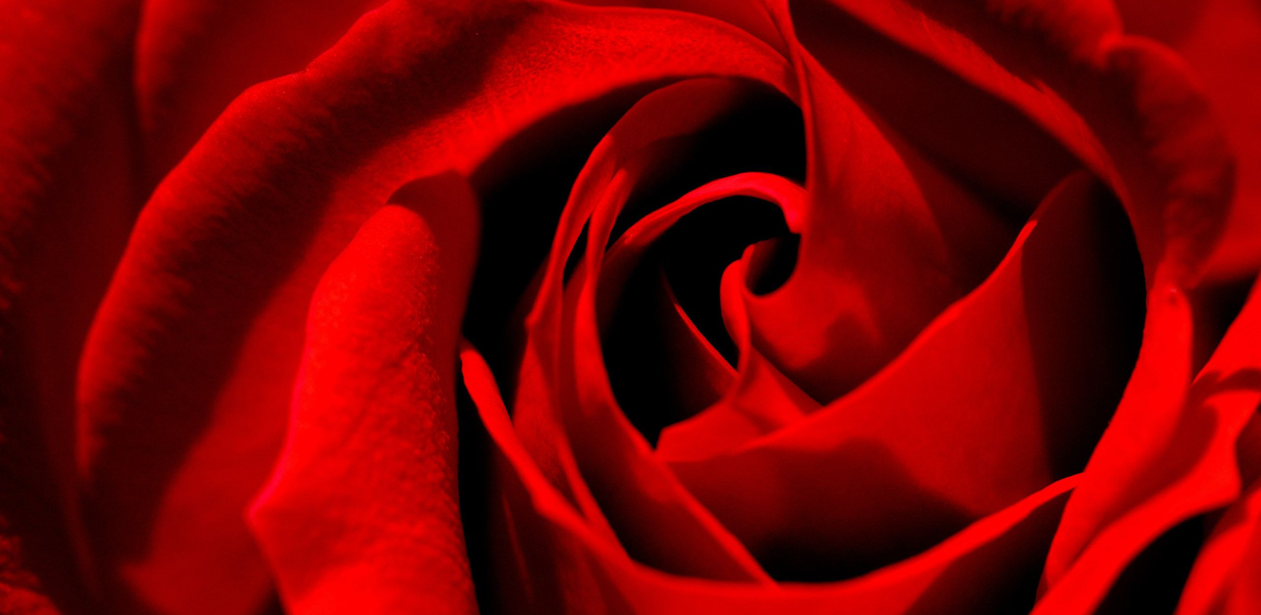 A Rose by Any Other Name Raindrop Messenger February 2024 f7e75298