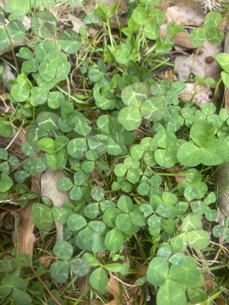During the 1990s David Stewart transplanted and grew several patches of clover in his front yard, which made it convenient for him to study their life and behavior. Many of these patches grew an abundance of four-leaf clovers each spring.