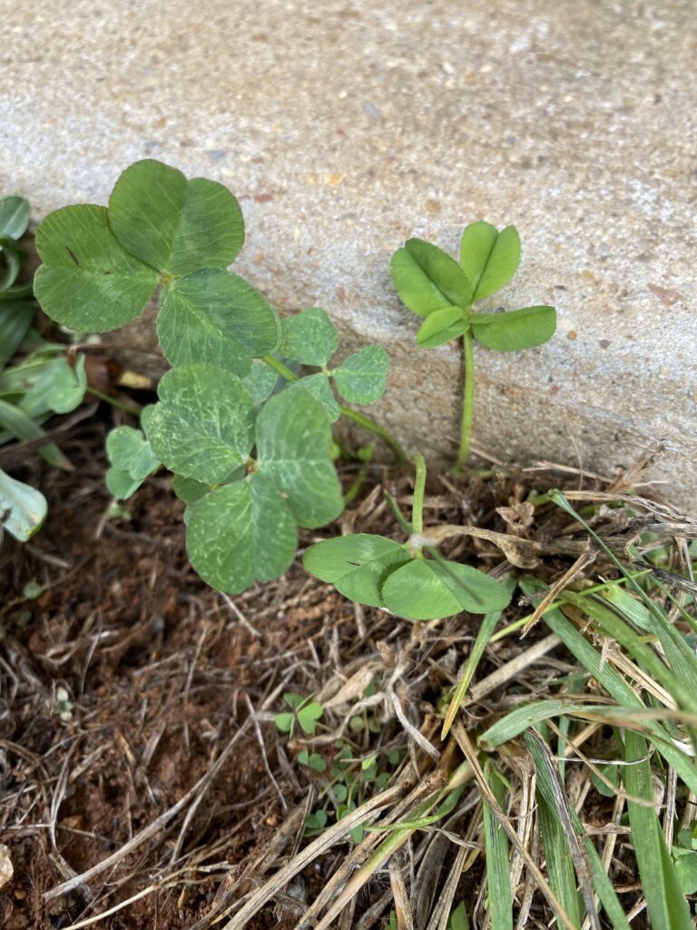 Clovers growing next to the sidewalk of David's home, one of which is a four-leaf clover.