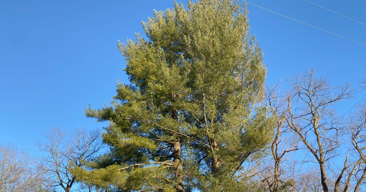 BECOME TREE ピアス　両耳 Become tree 2025年最新】become tree ピアスの人気アイテム - メルカリ